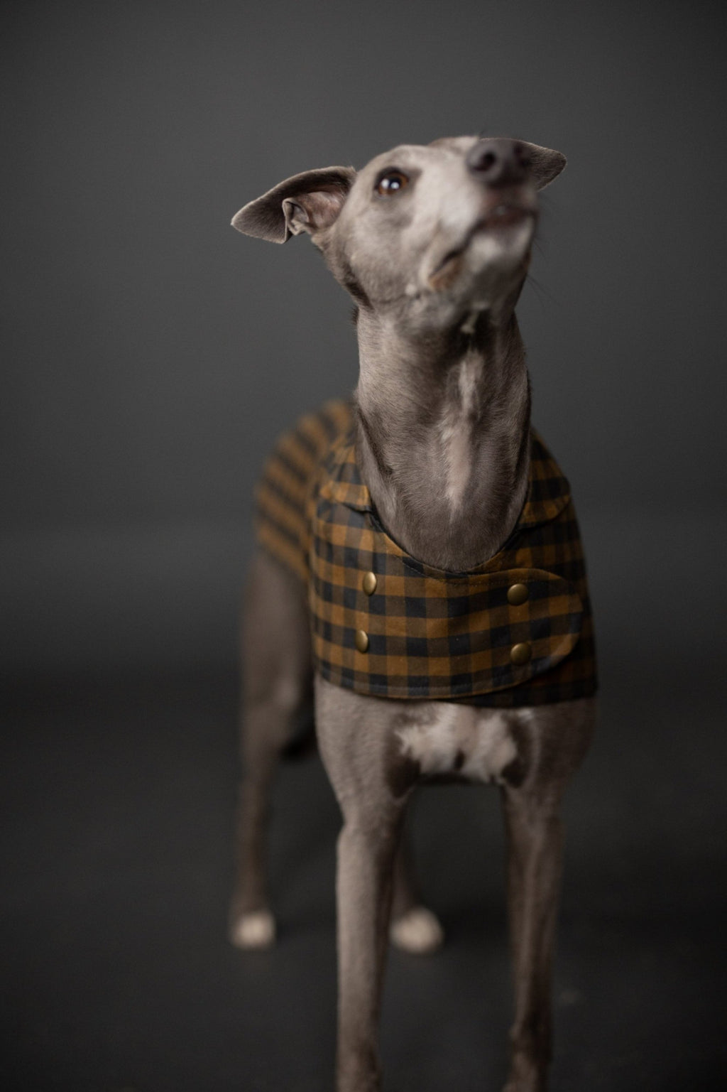 The Barka Dog Coat