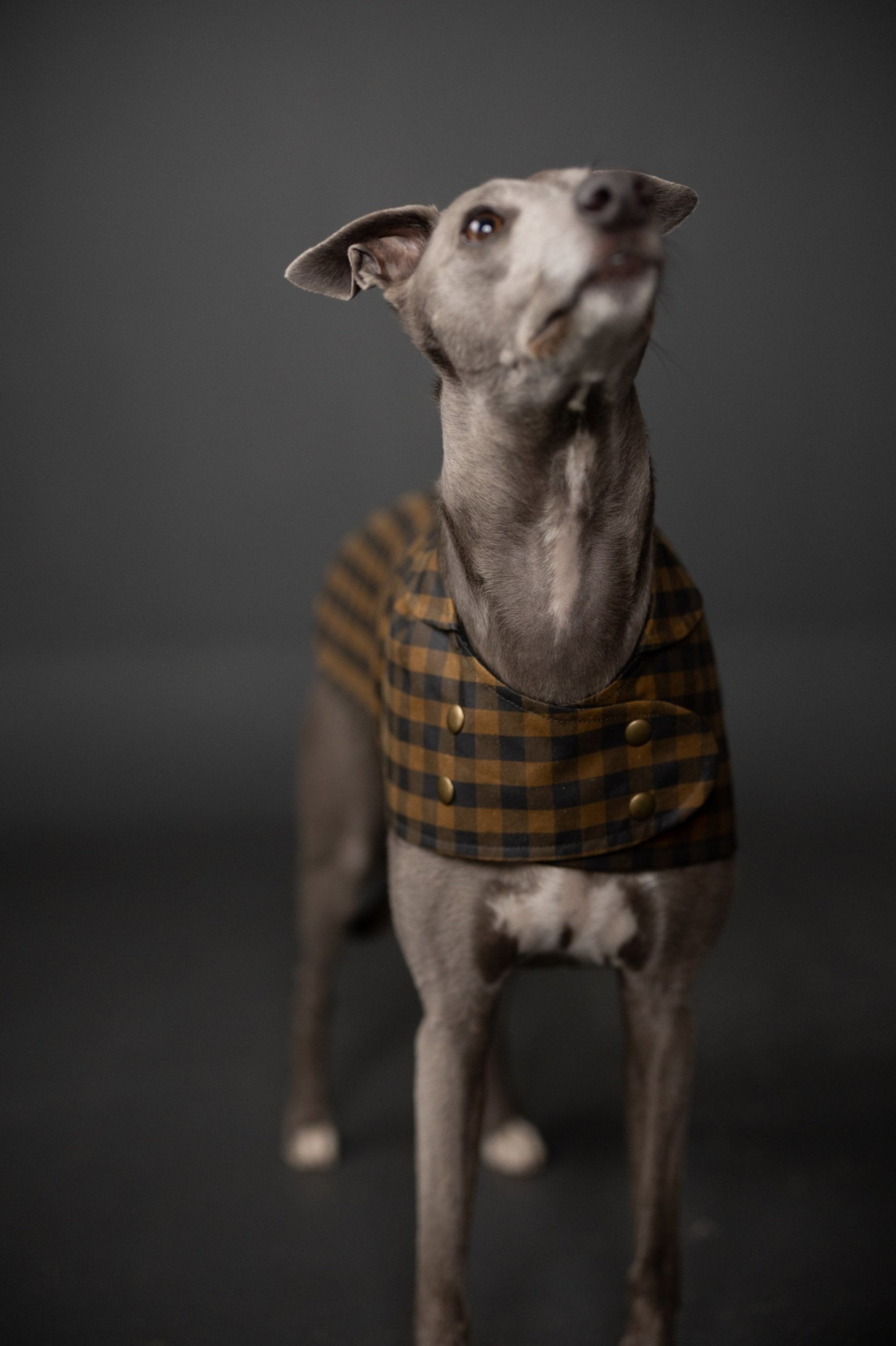 The Barka Dog Coat